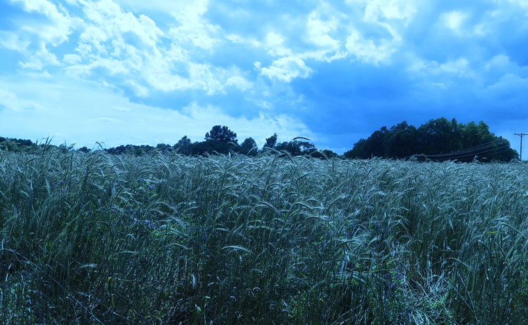 Field trees and cloudy sky